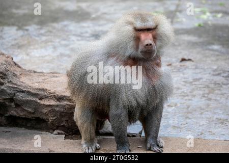 Immagine ravvicinata del babbuino di Hamadryas (Papio hamadryas). È una specie di babbuino della famiglia delle scimmie del Vecchio mondo. Appare in vari ruoli Foto Stock