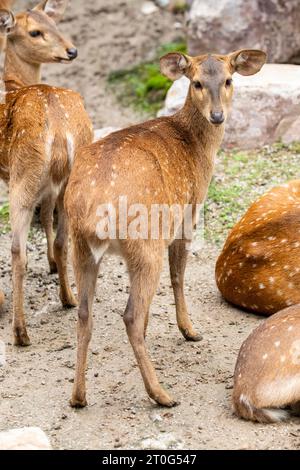 Immagine ravvicinata del cervo indiano (Axis porcinus). E' un piccolo cervo. Prende il suo nome dal modo in cui è maiale Foto Stock