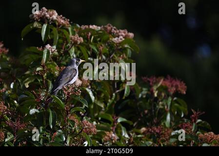 Vista laterale di un rumoroso uccello minatore soleggiato arroccato in alto su un albero fiorito Foto Stock