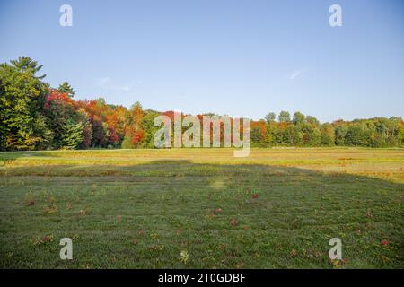 Un campo di mirtilli con un raccolto maturo di bacche rosse in autunno, allagato per la raccolta dei mirtilli rossi. Giornata calda e soleggiata, colori vivaci della natura. Agricoltura Foto Stock