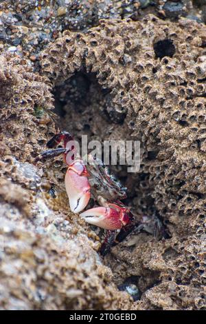 Pachygrapsus crassipes, granchio costiero a strisce o costiero, su una roccia ricoperta di Phragmatopoma californica, vermi di castelli di sabbia, in una piscina di marea nella baia di Abalone Foto Stock