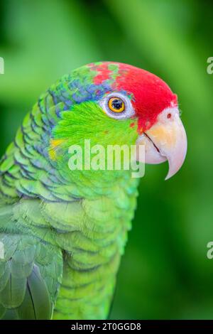 L'amazona viridigenalis (Amazona viridigenalis) è un pappagallo amazzonico a rischio di estinzione molto sociale, originario del Messico nord-orientale Foto Stock