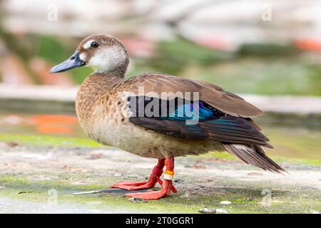 L'anatra brasiliana (Amazonetta brasiliensis) è l'unica anatra del genere Amazonetta. È ampiamente diffuso nell'America del Sud orientale. Foto Stock