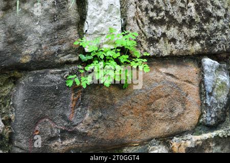 Foto di una pianta che cresce in una crepa in un muro di mattoni Foto Stock