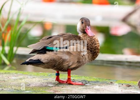 L'anatra brasiliana maschile (Amazonetta brasiliensis) è l'unica anatra del genere Amazonetta. È ampiamente diffuso nell'America del Sud orientale. Foto Stock