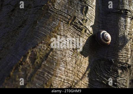 Primo piano della lumaca sulla corteccia degli alberi Foto Stock