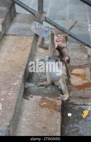 Scimmia acqua potabile dalla bottiglia di plastica Foto Stock