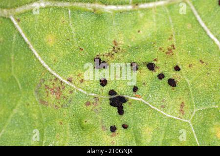 Ruggine di girasole. Una malattia fungina dei girasoli causata da Puccinia helianthi. Foto Stock