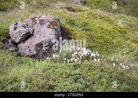 Foggia di cotone bianco comune Eriophorum angustifolium accanto ad un masso ricoperto di lichene circondato da una folta vegetazione di tundra nel Westfjords Islanda Foto Stock