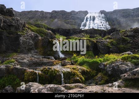 La cascata Dynjandi in islanda cade dietro una serie di piccole cascate e scogliere tra la vegetazione della tundra e i fiori selvatici gialli Foto Stock
