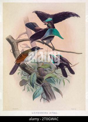 Splendido uccello di paradiso, illustrazione del XIX secolo Foto Stock
