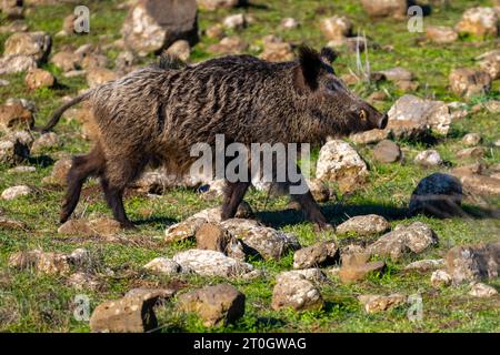 Il cinghiale Foto Stock