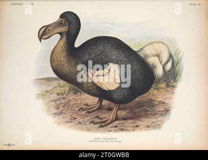 Dodo, illustrazione Foto Stock