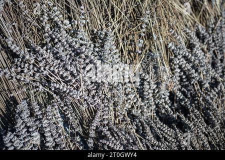 Bouquet di lavanda che si asciuga all'aperto al sole. Mucchio di fiori. Medicina alternativa, consumo di cibo. Foto Stock