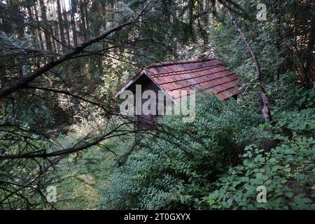 Piccola casa in legno nascosta nella foresta Foto Stock