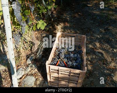 Vassoio di uve e forbici accanto alle viti durante la vendemmia vendemmia in una mattina d'autunno a Nus, Valle d'Aosta, NW Italia, settembre 2023 Foto Stock