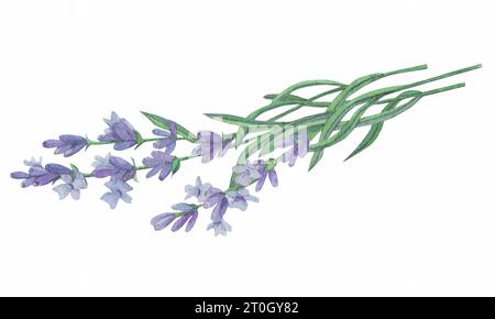 Rami di lavanda su sfondo bianco. Fiori viola per biglietti da sposa, confezioni di cosmetici. Stile vintage. Provenza. Illustrazione acquerello. Foto Stock