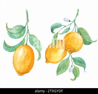 Una serie di illustrazioni ad acquerello di limoni. Limoni maturi dipinti a mano su un ramo di albero con foglie verdi su sfondo bianco. Clipart per l'imballaggio Foto Stock