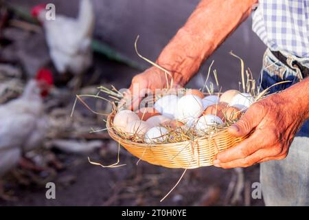 un contadino maschio tiene le uova di gallina nelle sue mani. Messa a fuoco selettiva. Foto Stock