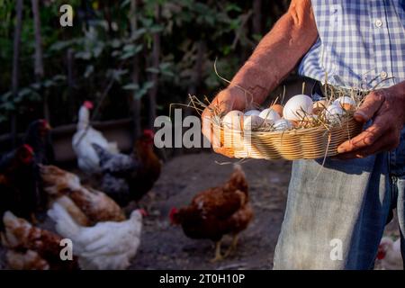 un contadino maschio tiene le uova di gallina nelle sue mani. Messa a fuoco selettiva. Foto Stock