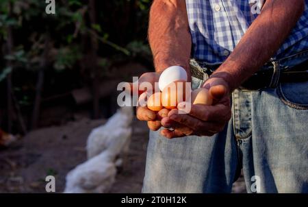 un contadino maschio tiene le uova di gallina nelle sue mani. Messa a fuoco selettiva. Foto Stock