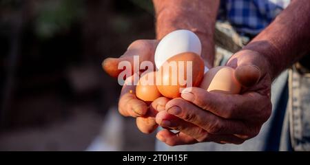 un contadino maschio tiene le uova di gallina nelle sue mani. Messa a fuoco selettiva. Foto Stock