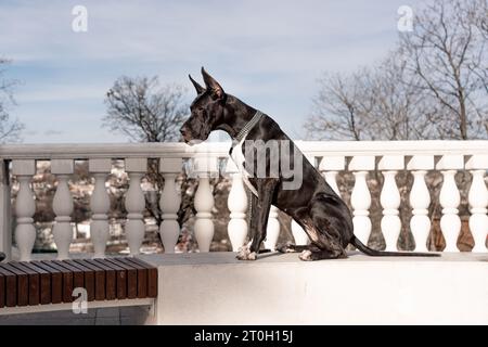 Il giovane nero Great Dane posa in città Foto Stock