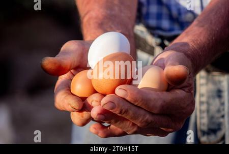 un contadino maschio tiene le uova di gallina nelle sue mani. Messa a fuoco selettiva. Foto Stock