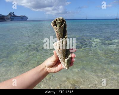 Viaggi e visite turistiche dei Caraibi, isole e spiagge, animali e piante. Foto Stock