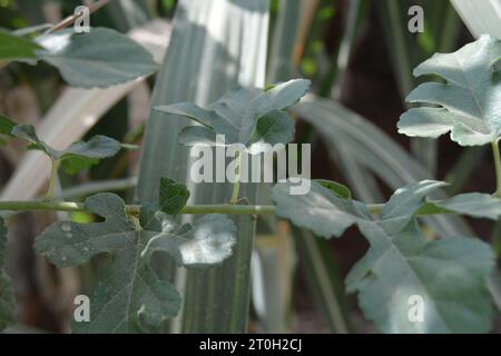 Giovane pianta crescente in presenza di luce solare Foto Stock