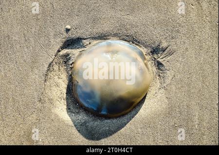 Gelatina morta sulla spiaggia Foto Stock