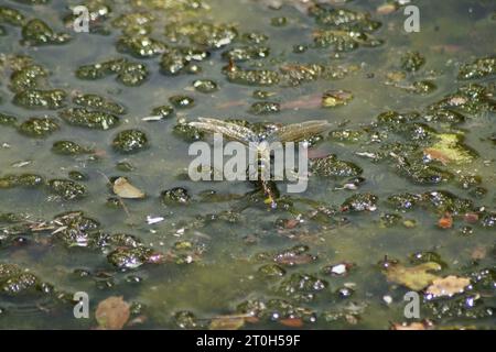 damselva che depone le uova in uno stagno Foto Stock