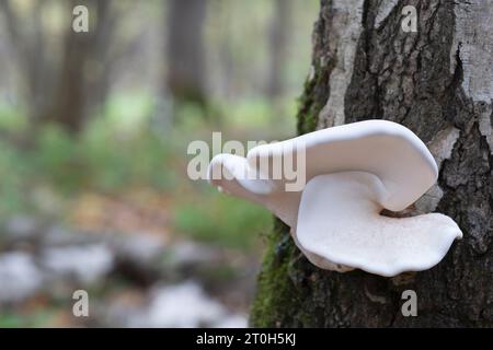 Funghi, polipori di betulla, che crescono su un tronco di albero nella foresta autunnale. (Piptoporus betulinus). Foto Stock