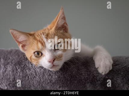 Un gattino di quattro mesi sdraiato nel suo letto guardando oltre il bordo Foto Stock