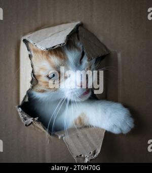 Un gattino di quattro mesi nascosto in una scatola che sbircia fuori Foto Stock