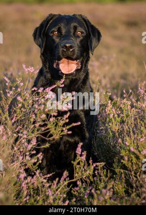 Black labrador retriever seduto nei campi di lavanda Foto Stock
