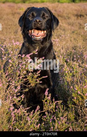 Black labrador retriever seduto nei campi di lavanda Foto Stock