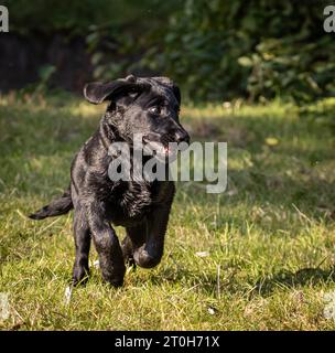Cucciolo Black labrador retriever che corre verso la fotocamera Foto Stock