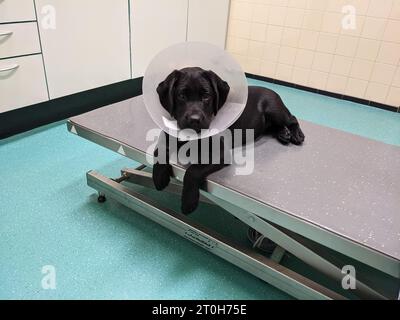 Cucciolo Black labrador retriever al veterinario con un cono di vergogna Foto Stock