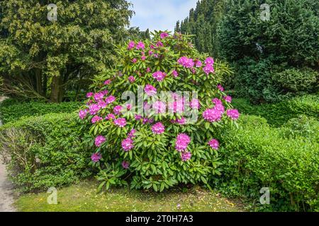 Rhododendron, Blüte, Alter Friedhof von St Severin, Munkmarscher Straße, Keitum, Sylt, Schleswig-Holstein, Deutschland Foto Stock