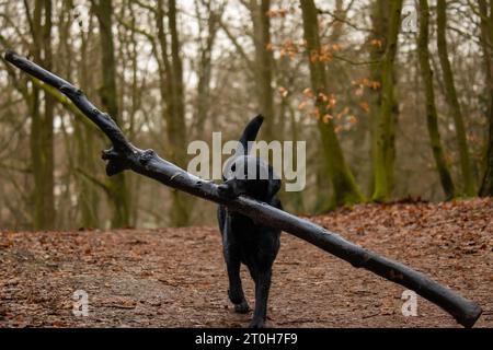 Black labrador retriever con un grosso bastone nel bosco Foto Stock