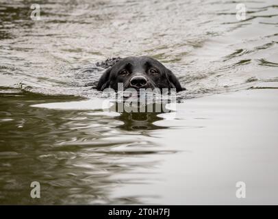 Black labrador retriever che nuota in un lago verso la telecamera Foto Stock