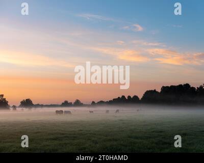 Nebbia sui prati con bestiame, Schlepzig, Brandeburgo, Germania Foto Stock