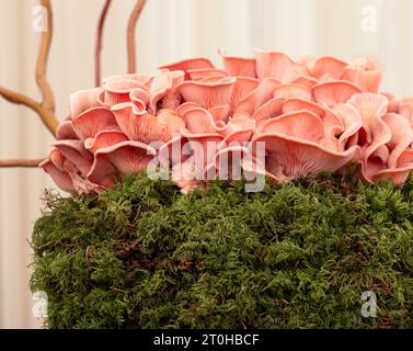 La creativa esposizione di funghi nel grande padiglione del Chelsea Flower Show 2023, Londra, Regno Unito. Foto Stock