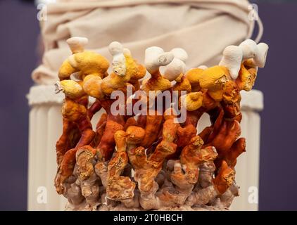 La creativa esposizione di funghi nel grande padiglione del Chelsea Flower Show 2023, Londra, Regno Unito. Foto Stock
