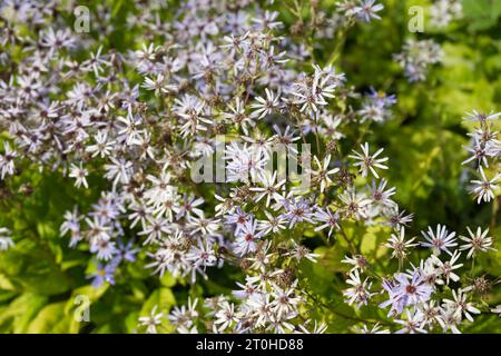 Fiori autunnali viola pallido di legno aster Eurybia x herveyi, noto anche come Aster macrophyllus Twilight o Michaelmas Daisy nel giardino britannico di settembre Foto Stock