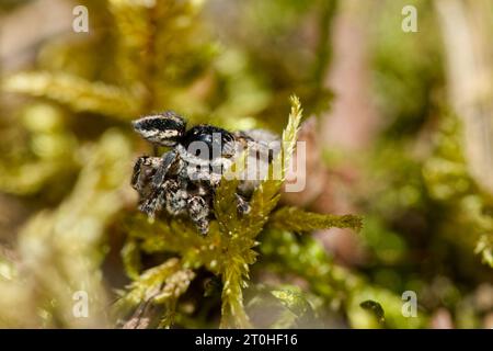 Accoppiamento di ragni saltanti con testa a V (Aelurillus V-insignitus) Foto Stock