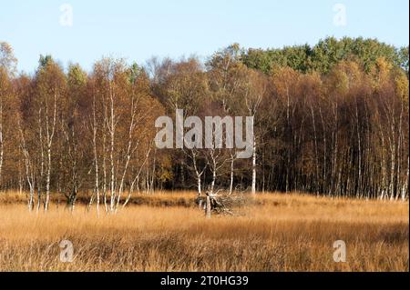 Herbstliche Stimmung in einem Moor mit Binsen und Birken Foto Stock