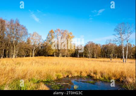 Herbstliche Stimmung in einem Moor mit Binsen und Birken Foto Stock