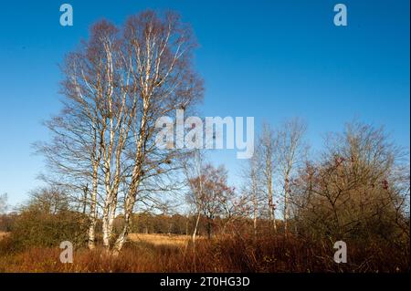 Herbstliche Stimmung in einem Moor mit Binsen und Birken Foto Stock